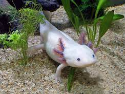 Axolotl